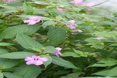 Impatiens pulcherrima